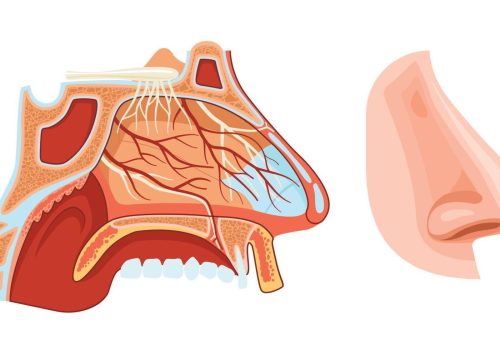 nose-anatomy-realistic-illustration-vector nose-anatomy-realistic-illustration-vector